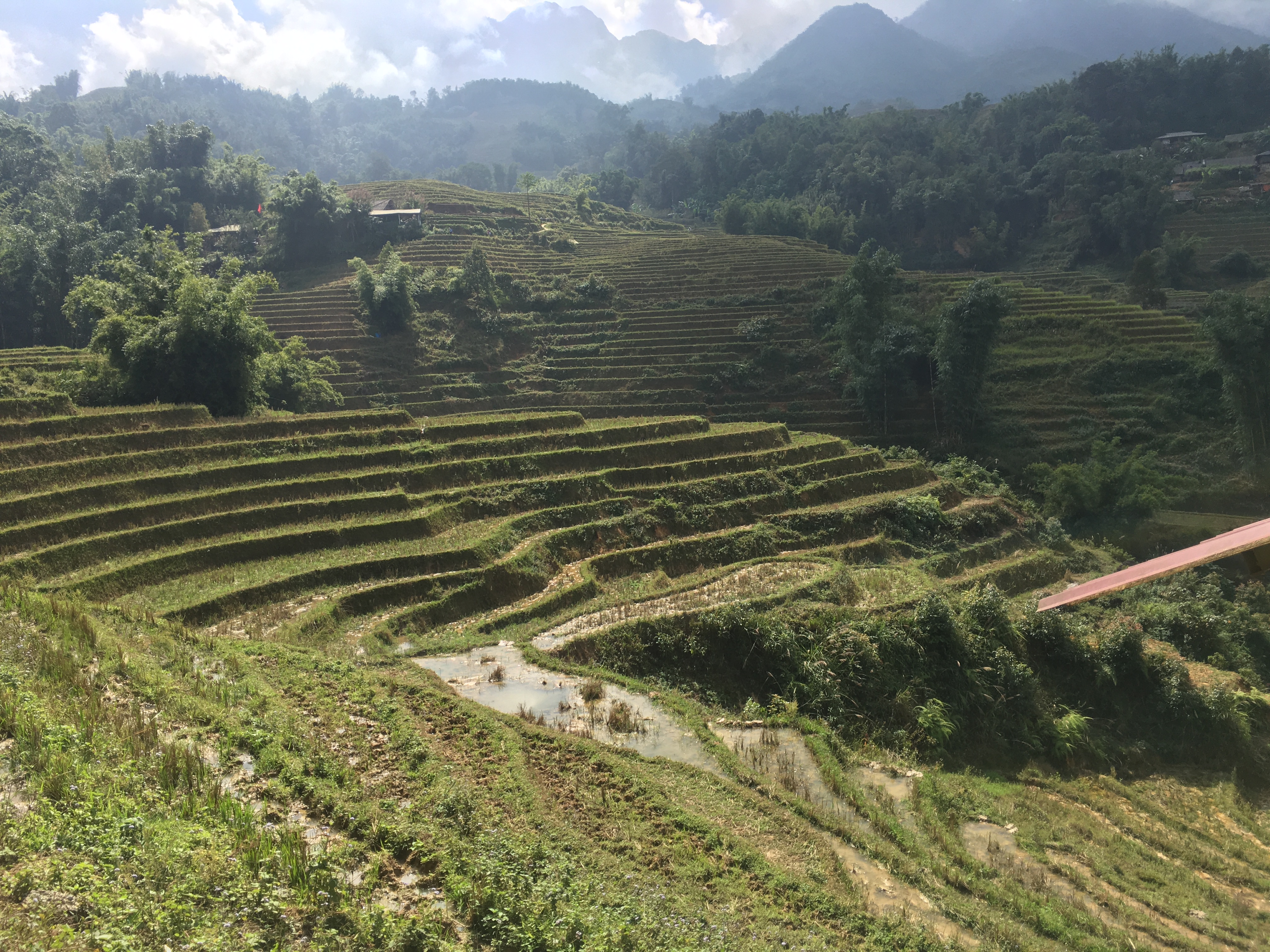 Sapa Rice Paddies